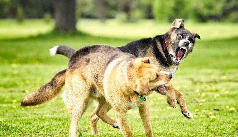 狗咬狗怎么办视频,狗被其他狗咬了立马打狂犬有用吗