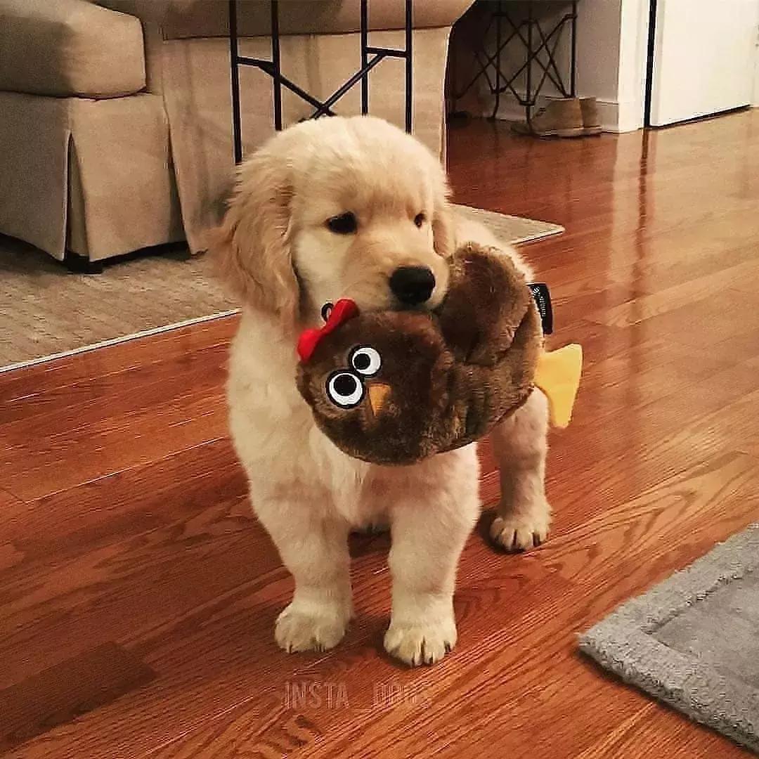 狗狗适合什么玩具及如何和它玩耍,养宠物狗给它准备什么