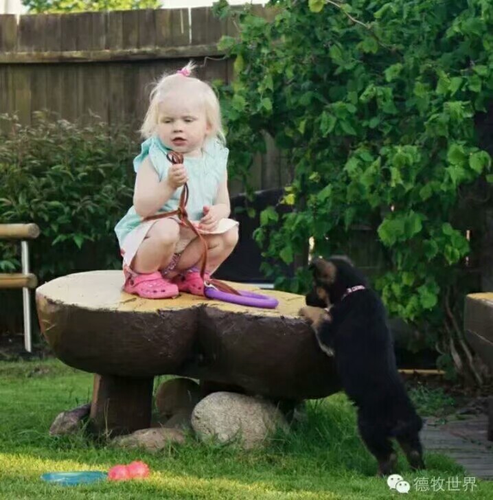 德国牧羊犬图片霸气大全集,德国牧羊犬图片精品