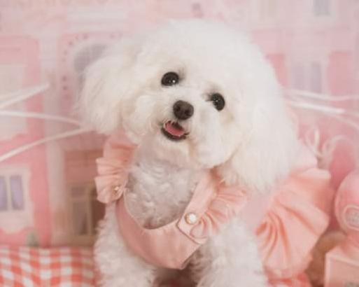 泰迪的八种颜色,泰迪犬的这8大颜色你最喜欢哪种