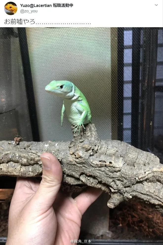 狗狗偷吃红烧肉还把主人坑惨了,狗狗偷吃了好多宠物零食