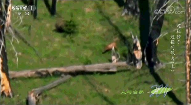 棕熊吃什么食物为主,棕熊吃什么肉