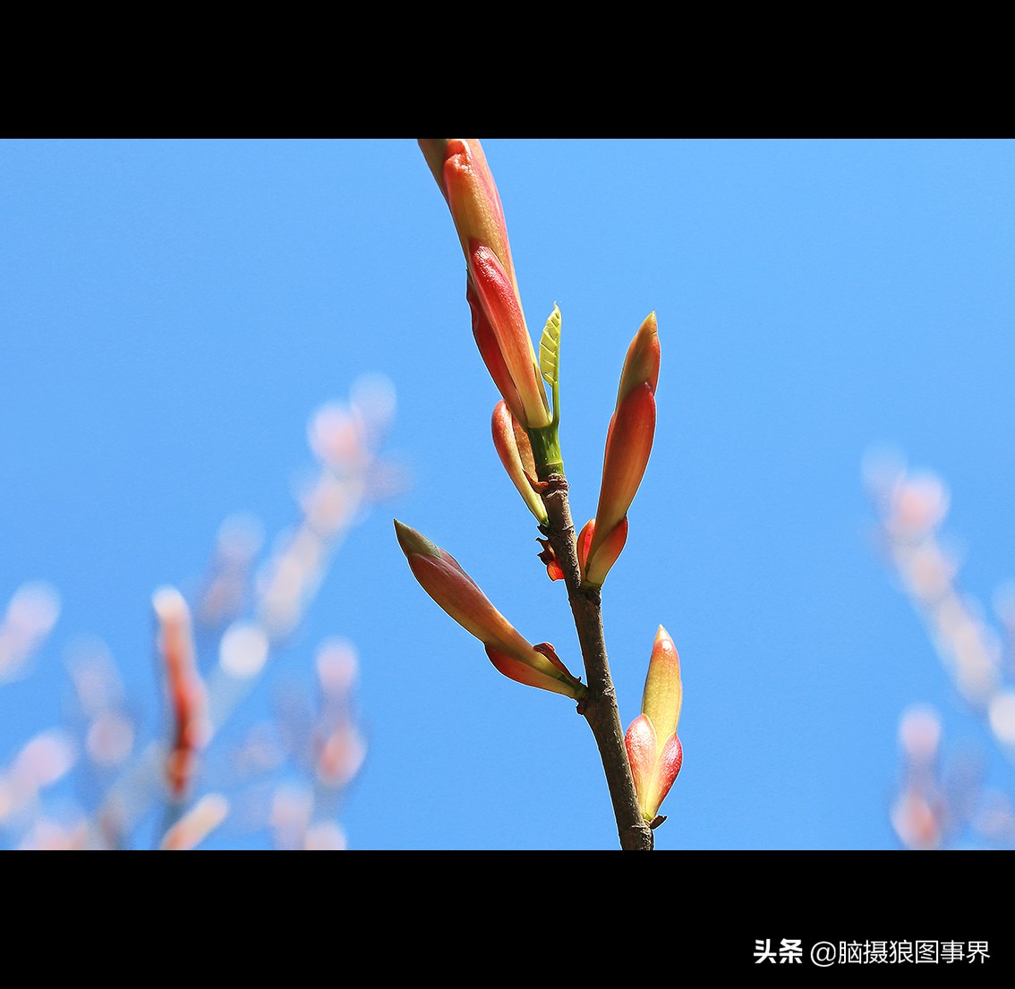 16张照片的风景大片,特别好看的花照片背景图