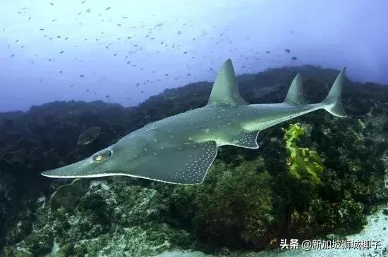 泰国超市奇葩东西,新加坡超市里的东西