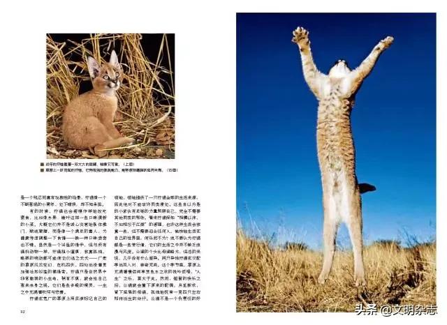 幽秘的长耳精灵——狞猫