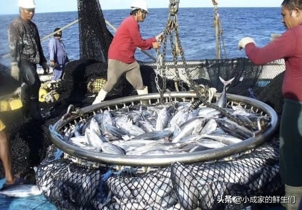 渔民常见捕获海鲜以及价格,野捕海鲜