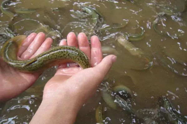 陕西稻田养殖泥鳅成本利润,华农园泥鳅养殖技术达人