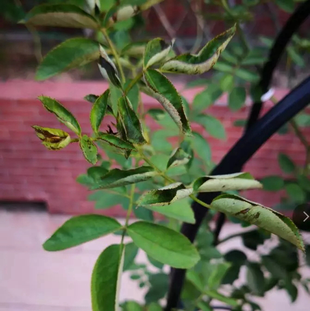 植物卷叶泛黄是什么原因,植物叶子卷曲畸形怎么解决