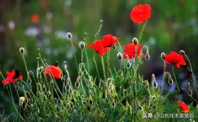 日照花仙子打卡地,日照东夷小镇旅游攻略