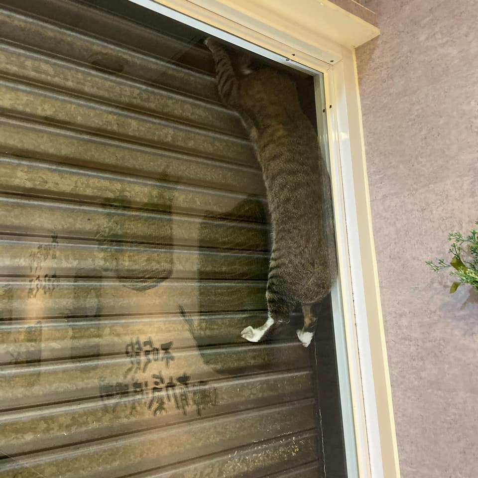 喵星人受罚且被迫越狱,喵星人准备跳出栏杆被玻璃挡住