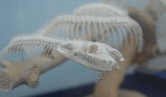 罕见毒蛇双头蛇,中国境内毒蛇双头蛇