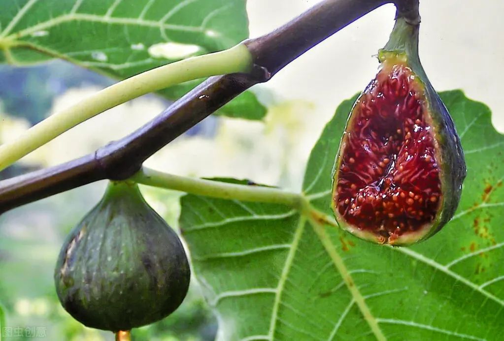 五种水果一定要清洗给孩子吃,寄生虫最多的五种水果