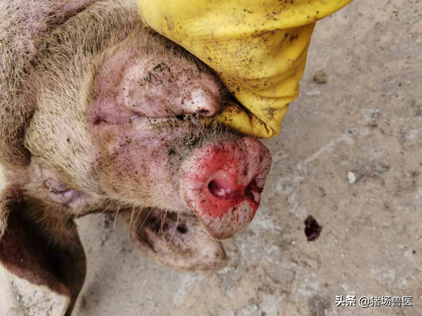 冬春季节交替注意流感,冬季猪常见呼吸道疾病有哪些