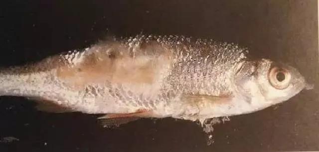 水霉病爆发条件,哪些鱼容易感染水霉