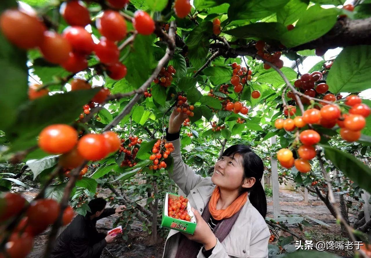惊蛰当季水果蔬菜,惊蛰节气吃什么水果比较养生