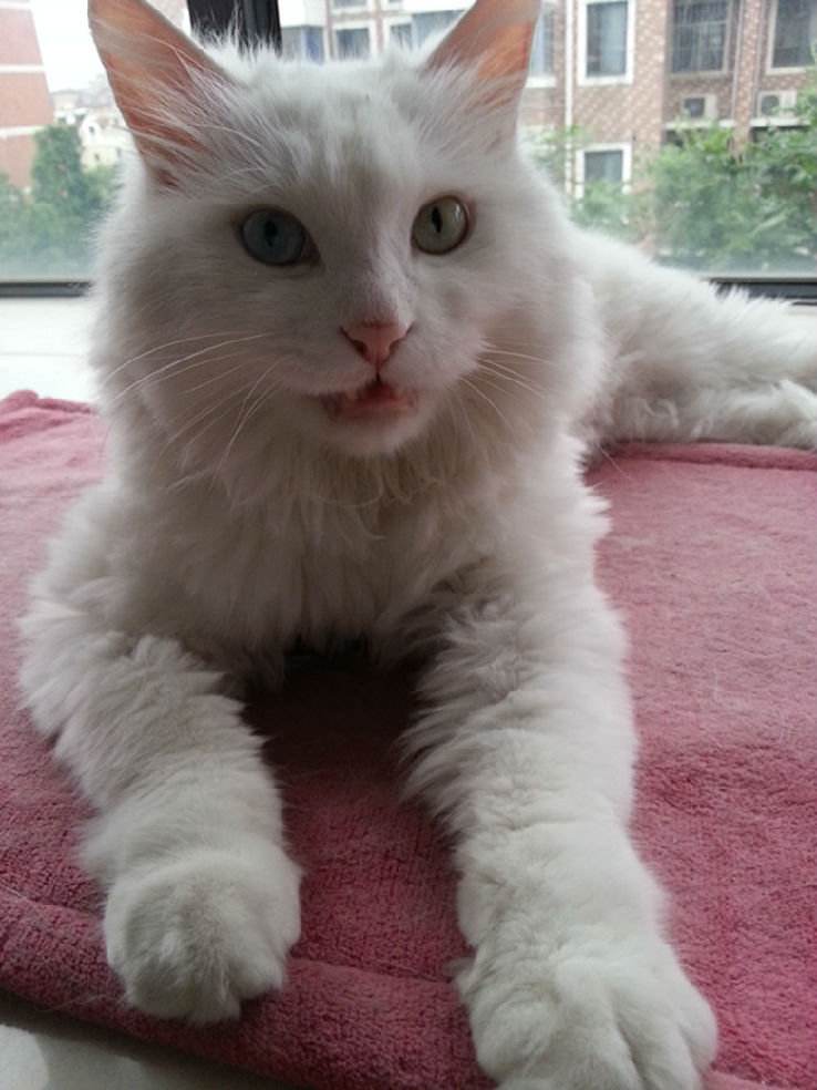 怎么阻止猫咪乱抓东西,怎么样不让猫咪抓虫子