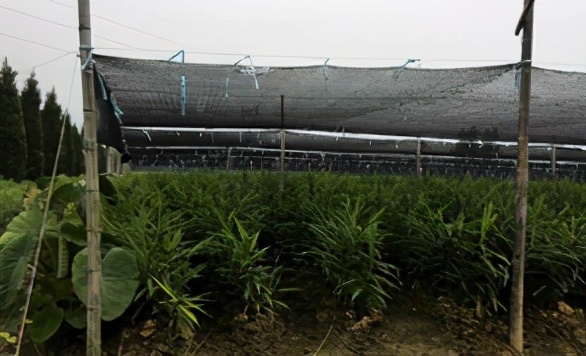 大姜丰产,大姜苗期冲施带激素的肥料好吗