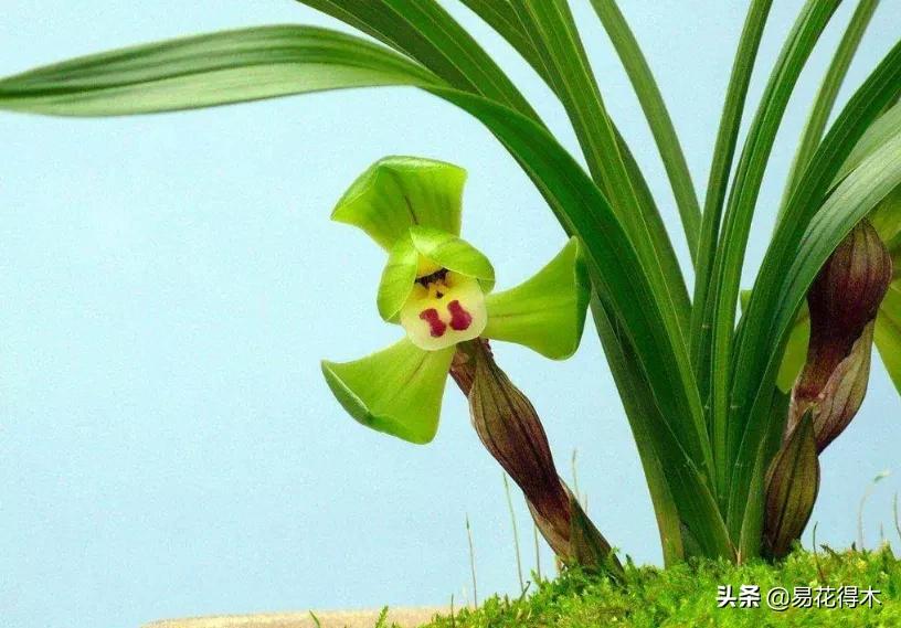 兰花原种老苗是什么,兰花组培和原种有什么区别