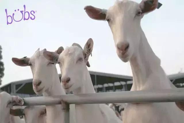 澳洲羊奶品牌,澳洲bubs有机牛奶