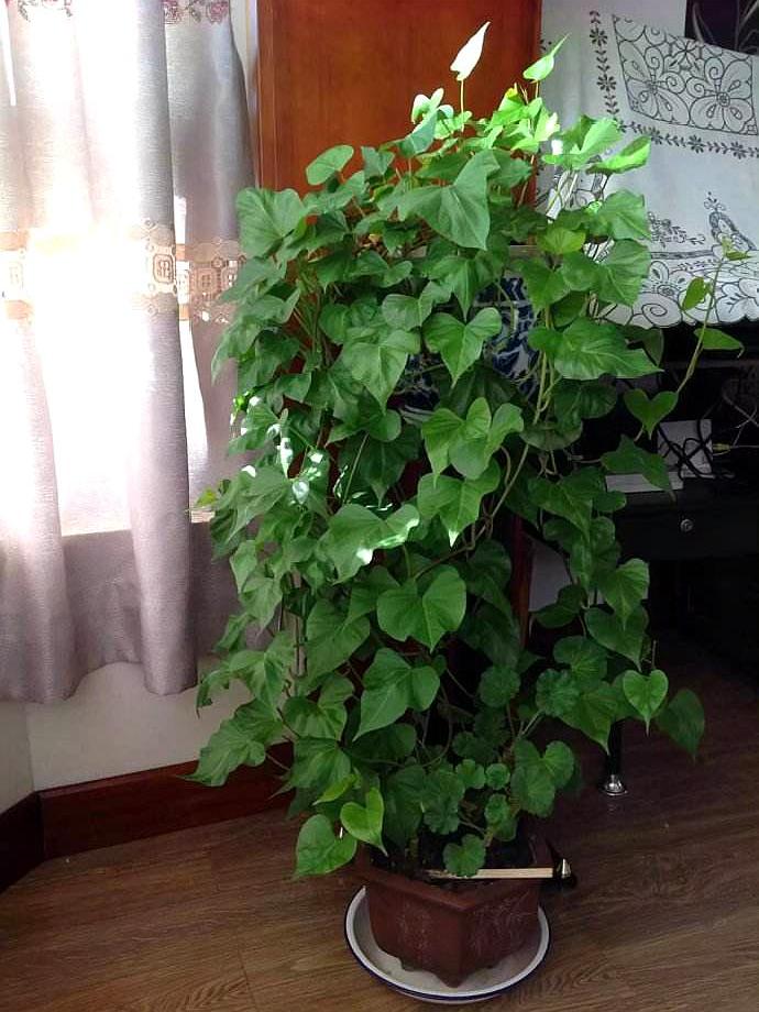 净化空气而且对身体好的花,净化空气对人身体有益的花