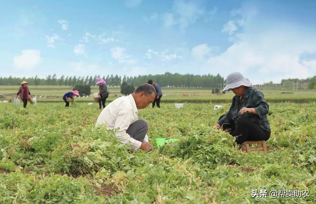 清除身体垃圾的蔬菜,帮他丢掉垃圾食品