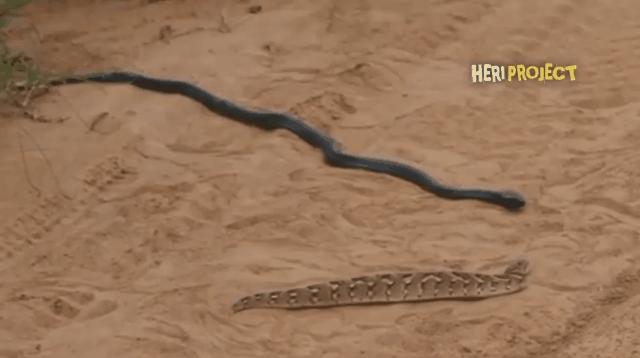 要不是因为强大的繁殖和适应能力,也许它会被天敌吃成濒危动物