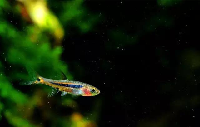 灯鱼草缸造景教程,草缸造景养什么鱼