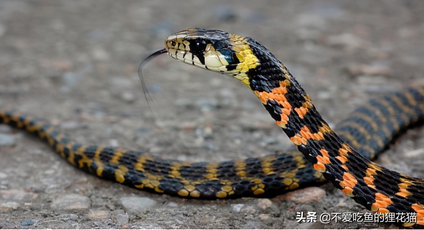 带你认识我国分布的劲槽蛇属蛇类，虎斑颈槽蛇遍布祖国大江南北