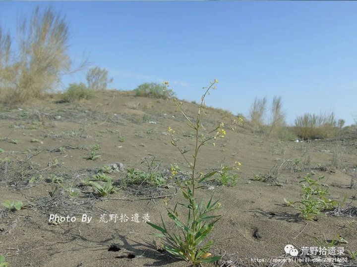 荒野拾遗录,荒野拾遗录完整