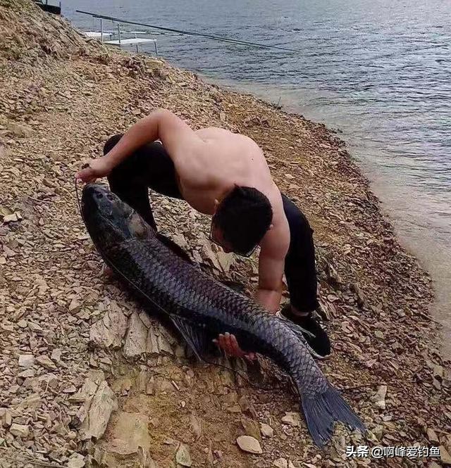 钓青鱼教程全过程,钓青鱼的技巧和方法讲解