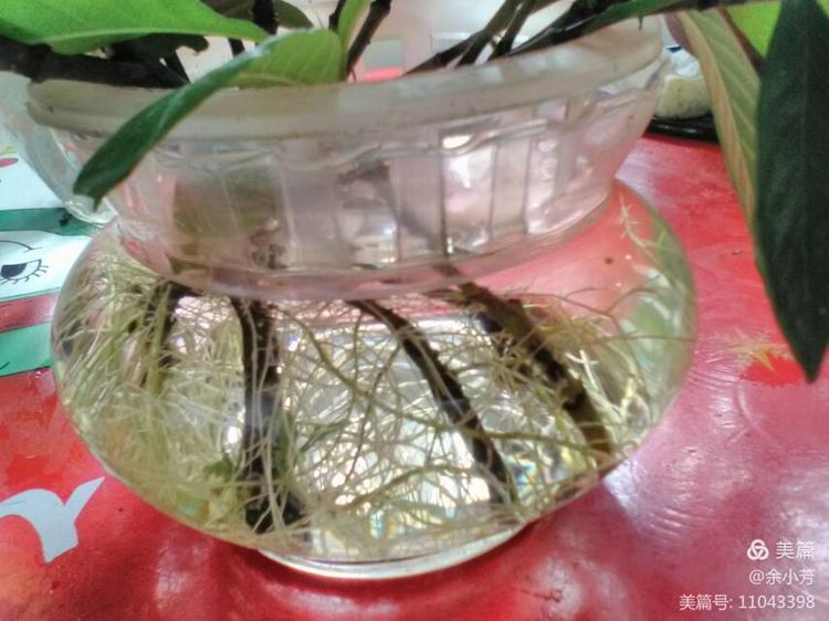 栀子花开歌曲歌词,栀子花开歌曲完整版