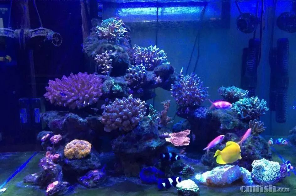 kelo海水灯,kelo灯测评