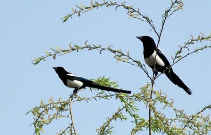 俗语家中四喜是哪四喜,家现四喜出能人是什么意思