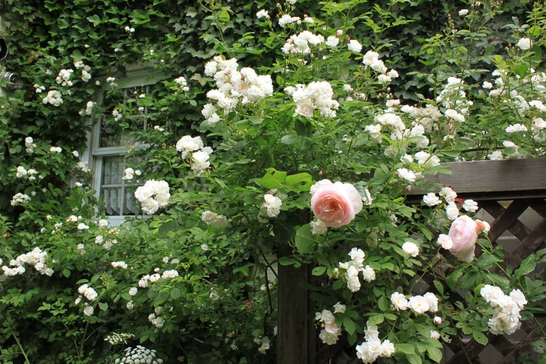 爬藤植物怎么牵引造型,爬藤植物是怎么爬藤的