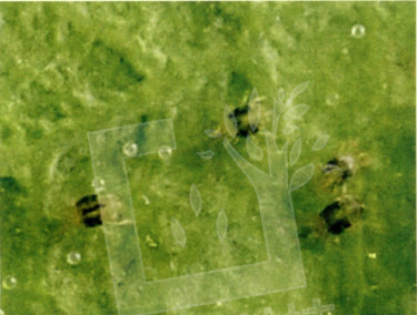 苹果二斑叶螨防治方法,防治二斑叶螨的特效农药