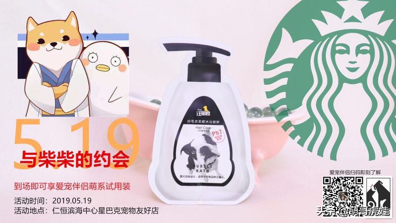 全城寻找巨型贵宾犬,刚抱回家的巨型贵宾犬