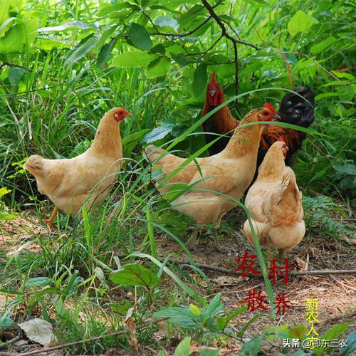 大山里货真价实的土鸡,货真价实农家土鸡