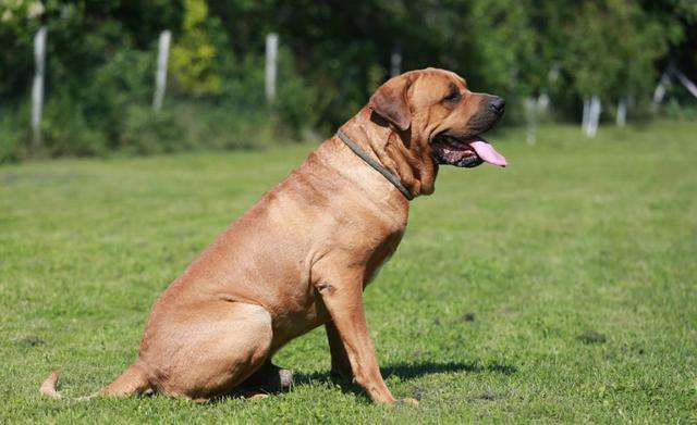 世界上六种猛犬排行榜,世界猛犬的前十名