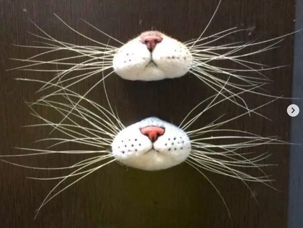 捡到猫胡子会带来什么好运 (捡到猫的胡子真的会有好运吗)