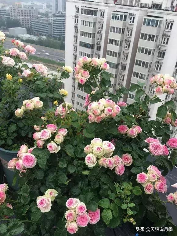 露台打造花海,她用10年改造庭院