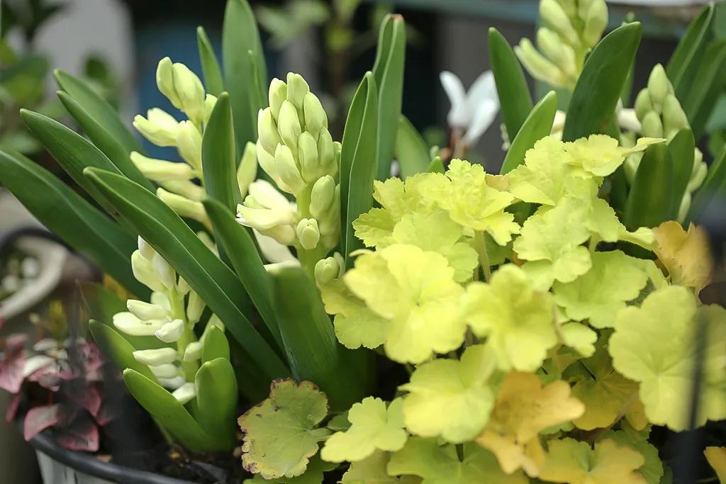 风信子花养护管理,风信子养护温度