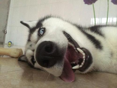 哈士奇为什么一直高高在上,为什么哈士奇每天都显得这么傻