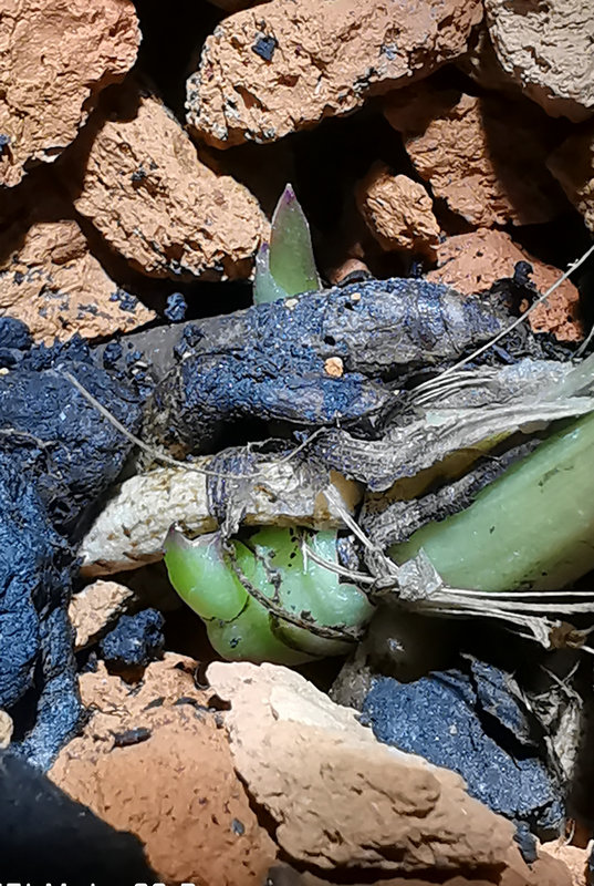 艺兰频道兰花价格,艺兰现在直播回放