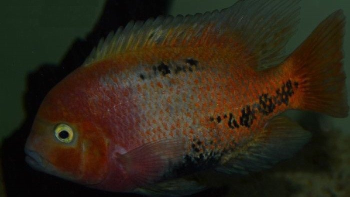 慈鲷品种,慈鲷类型