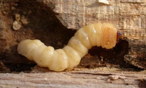 光肩星天牛危害特征及生物防治,光肩星天牛的特征和名字的由来