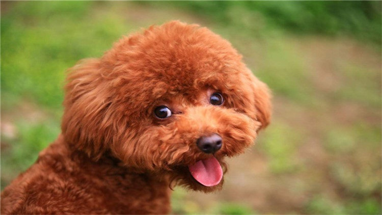 如何帮泰迪度过尴尬期,如何给泰迪立规矩