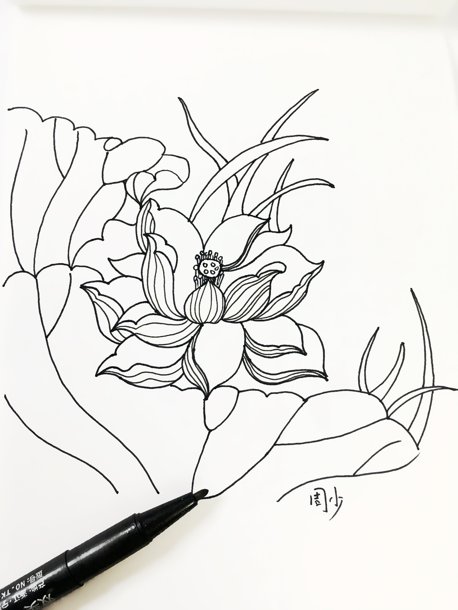 荷花简笔画10000例图片,蜻蜓的简笔画和荷花的简笔画