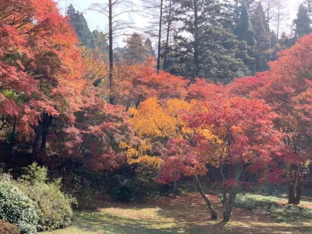 庐山风景到底怎么样,庐山有哪些著名自然景观