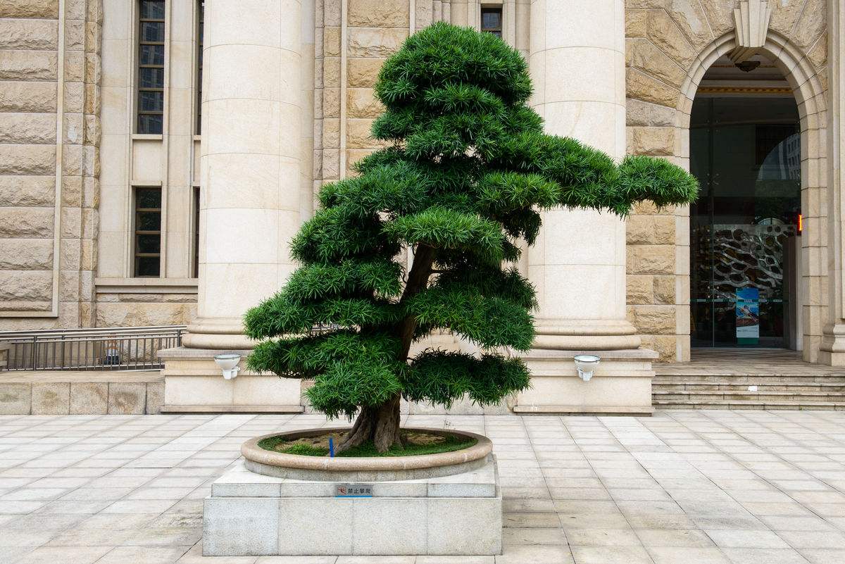 盆栽罗汉松叶子干枯是什么原因,罗汉松大片枯叶干枝什么原因