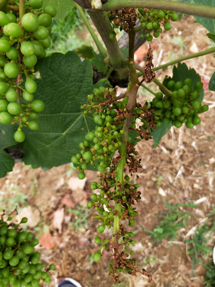 葡萄溃疡病的防治方法,葡萄溃疡病与白腐病有什么区别